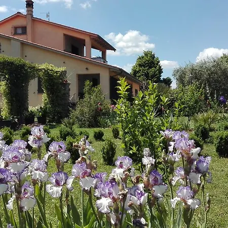 Iriscortona