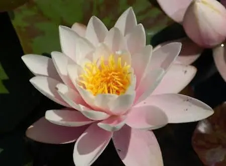 Villa Iriscortona Cortona