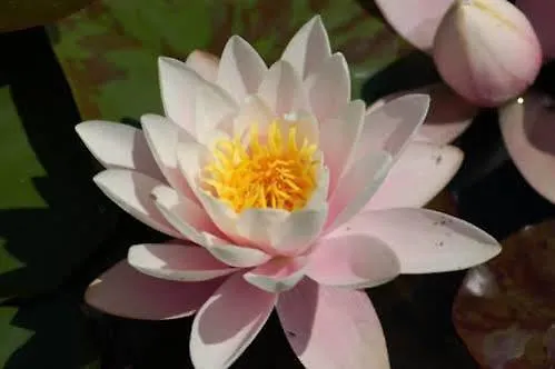 Вілла Iriscortona Кортона